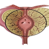 Фото: Колликулит