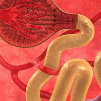 Фото: Механизм образования мочи