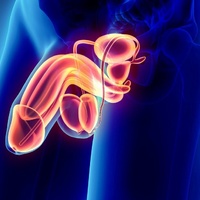 Фото: Строение мужских половых органов