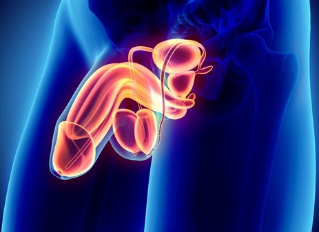 Фото: Строение мужских половых органов