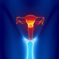 Фото: Строение женских половых органов