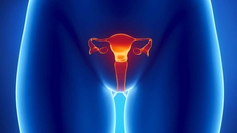 Фото: Строение женских половых органов